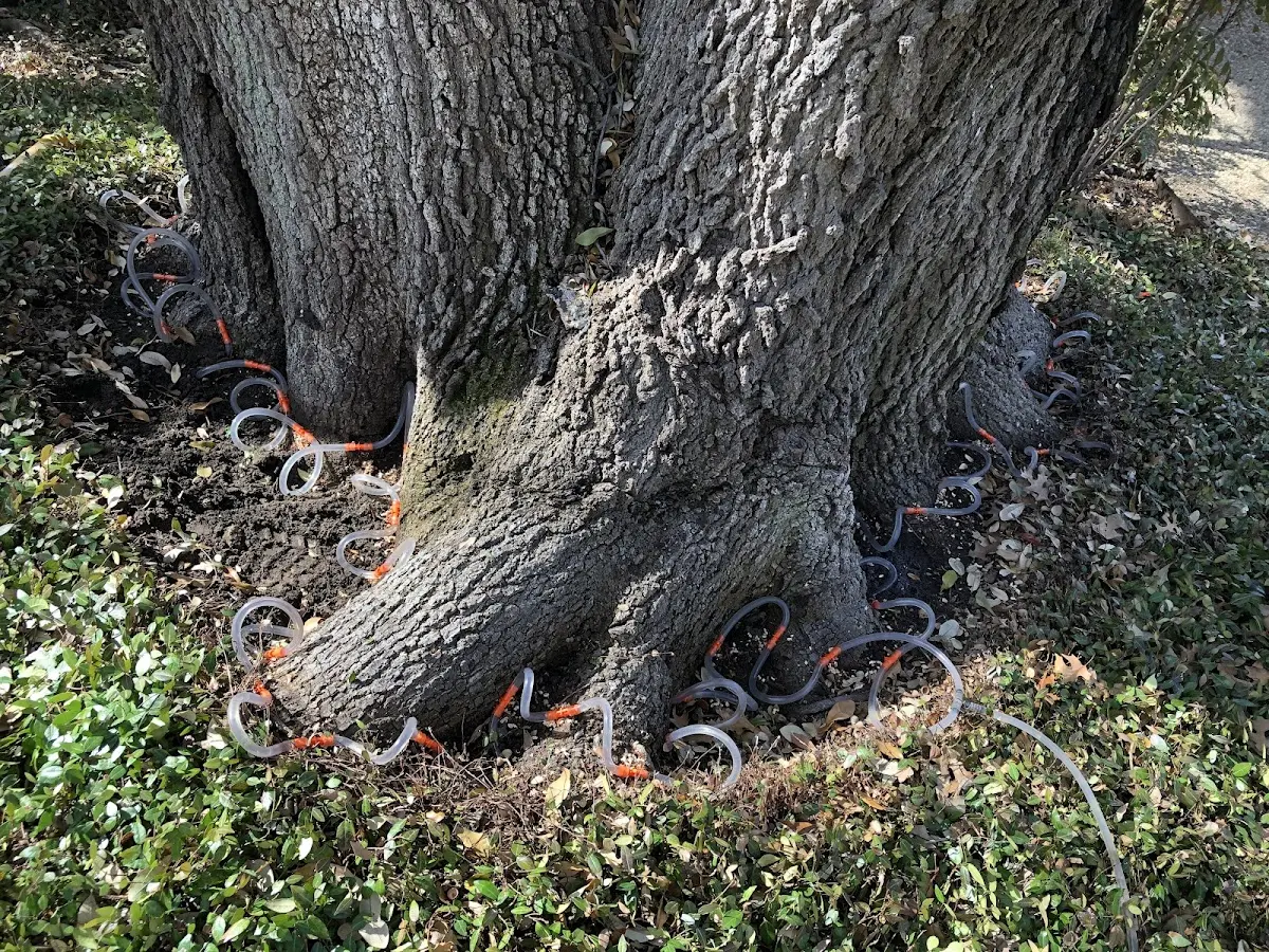 Detailed Tree Cabling and Bracing job site in Charlotte